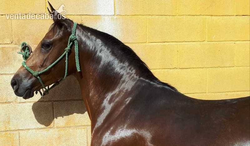 Hispano-Arabe {TYPE}