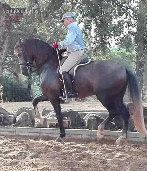Caballos Pura Raza Española (P.R.E.) Pura Raza Española - PRE 5 años Iniciado en Doma 