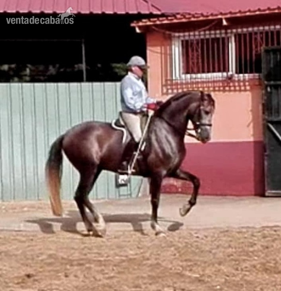 PRE 5 años Iniciado en Doma  - Caballos Pura Raza Española (P.R.E.) Pura Raza Española