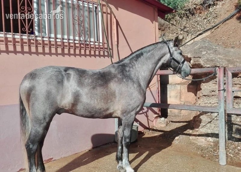 PRE 5 años Iniciado en Doma  - Caballos Pura Raza Española (P.R.E.)