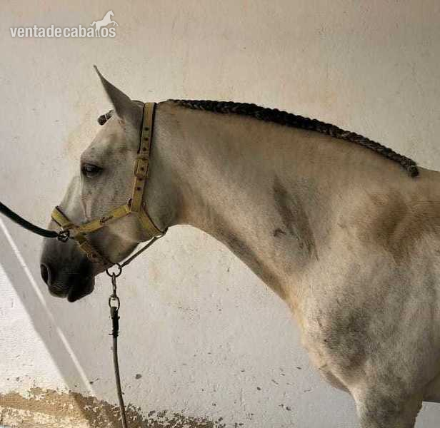 Caballo PRE 9 años in 