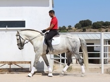 Caballo PRE 9 años