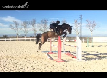 Caballo de Salto  in 