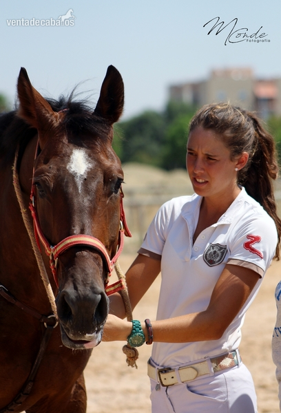 Caballo de Deporte Español (CDE)