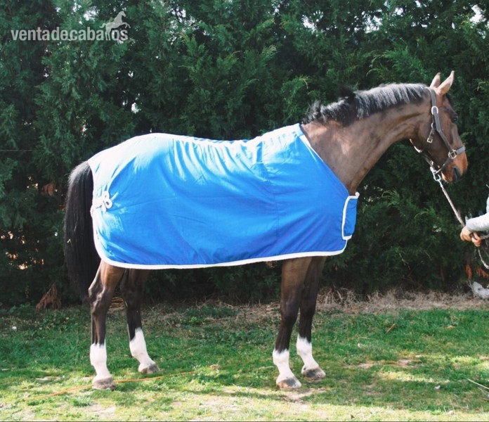 Caballo de Deporte Español (CDE) {TYPE}