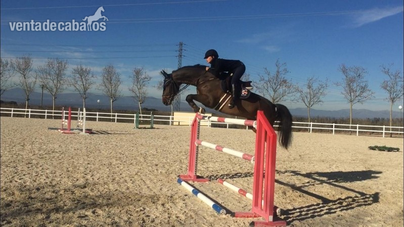 Caballos Capados Caballo de Deporte Español (CDE) - Caballo de Salto 