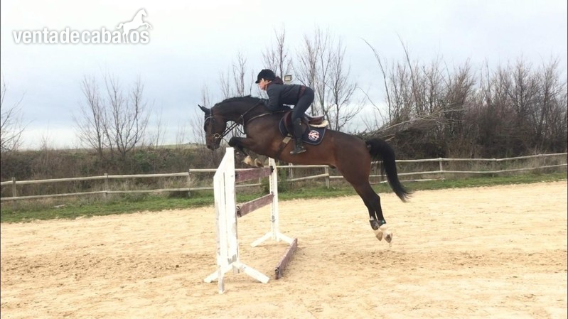 Caballo de Salto  - Caballos Capados Caballo de Deporte Español (CDE)