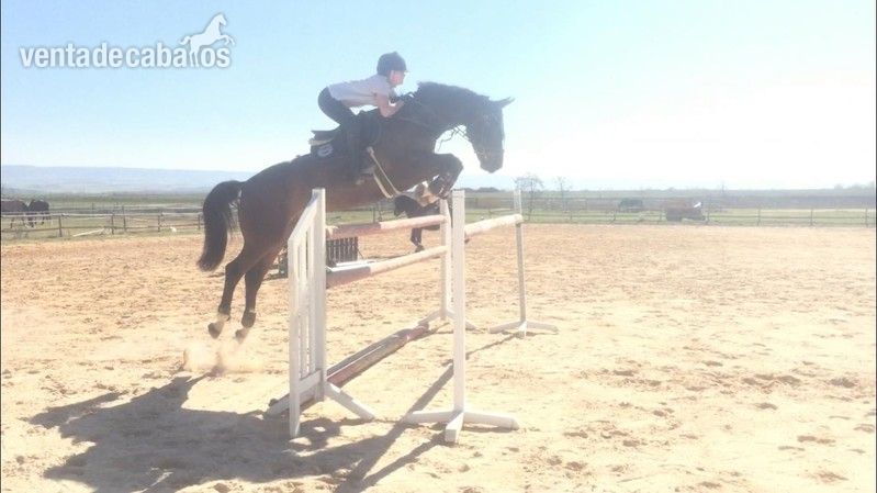Caballo de Salto  - Caballo de Deporte Español (CDE)