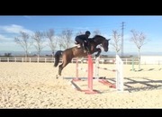 Caballo de Salto 