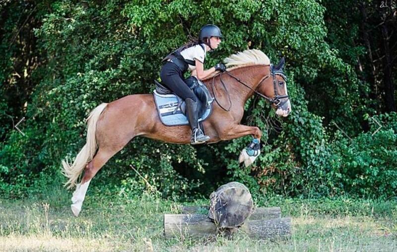 Poni Welsh {TYPE}