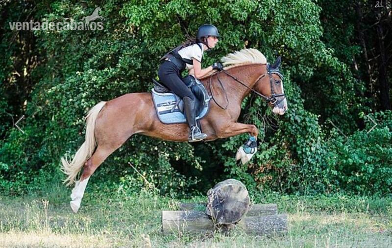 Poni Welsh {TYPE}