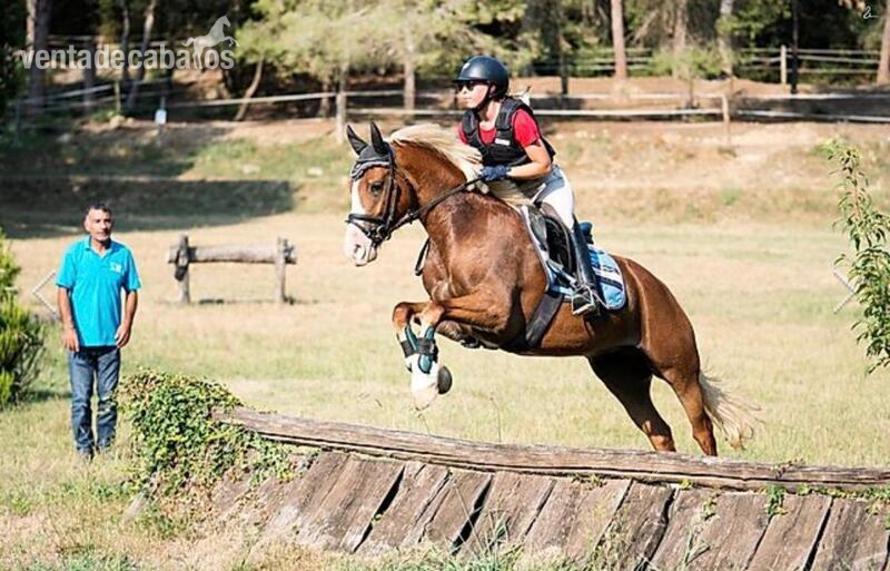 Ponis Pony Club Poni Welsh - Poni C de Doma , Salto y Completo