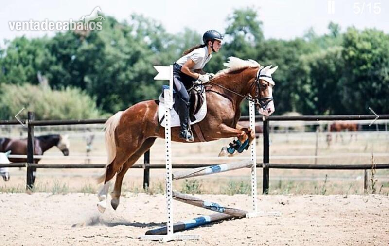 Poni C de Doma , Salto y Completo - Ponis Pony Club Poni Welsh