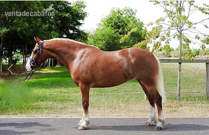 Poni C de Doma , Salto y Completo - Poni Welsh