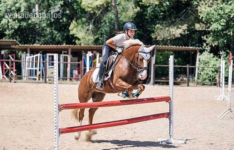 Poni C de Doma , Salto y Completo - Ponis Pony Club