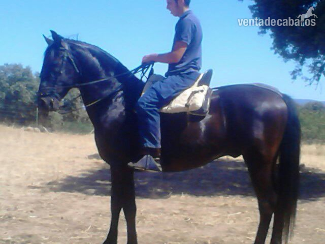 VENDO O CAMBIO CABALLO NEGRO in 