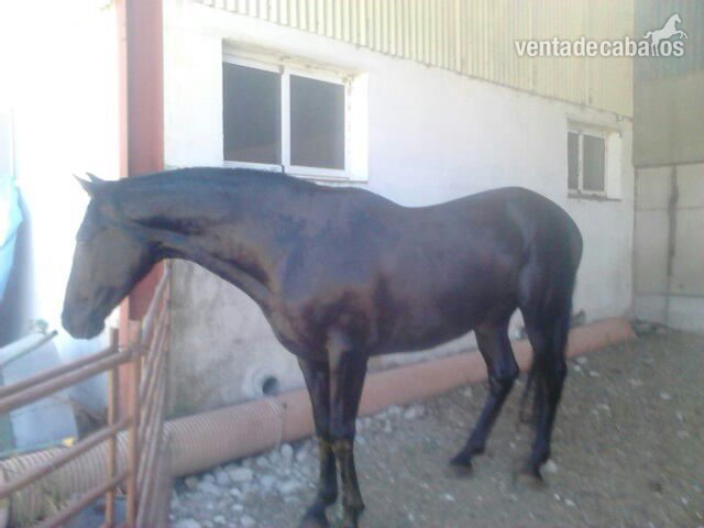 Andaluz