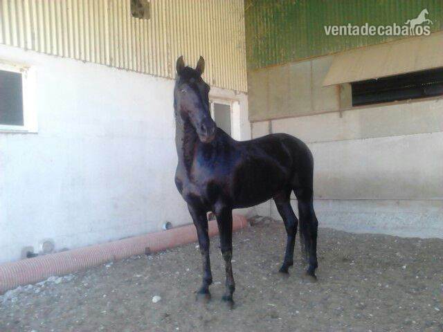 Andaluz {TYPE}