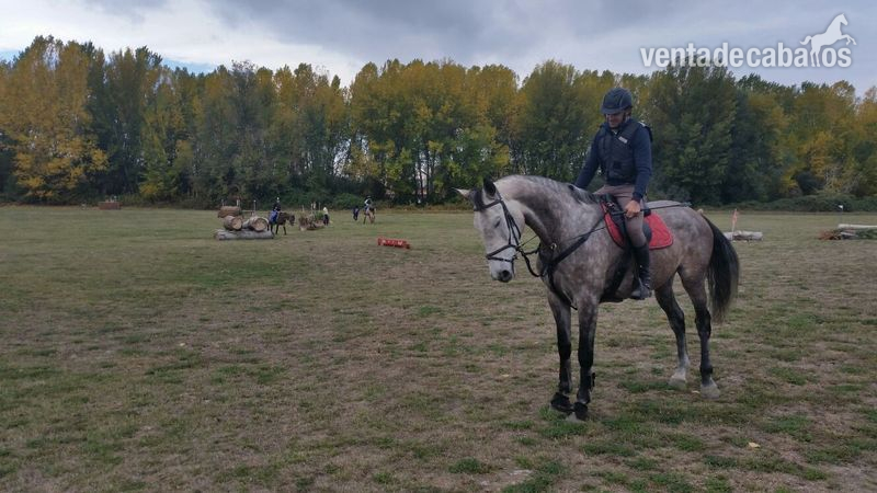 Caballo de Deporte Español (CDE)