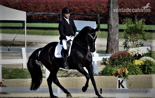 Super Encantador Castrado Negro en Venta a €8,000.00 Euro in 