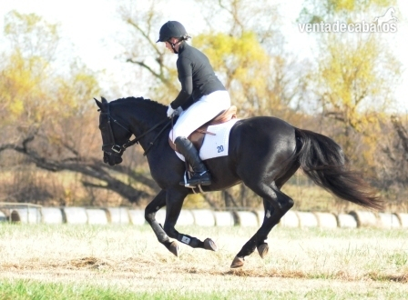 Hannoveriano  {TYPE}