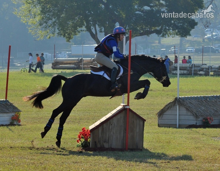 Caballos Capados Hannoveriano  - Super Encantador Castrado Negro en Venta a €8,000.00 Euro