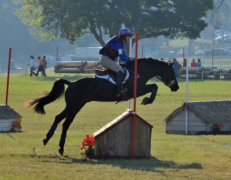 Caballos Capados Hannoveriano  - Super Encantador Castrado Negro en Venta a €8,000.00 Euro