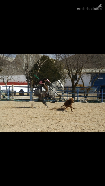 Se vende tres sangres in 