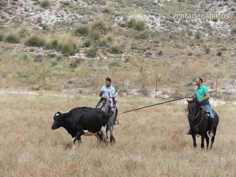 Caballos Árabes Anglohispanoarabe - Se vende tres sangres