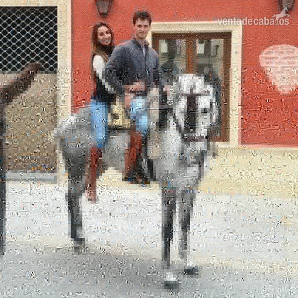 Se vende tres sangres - Caballos Árabes Anglohispanoarabe