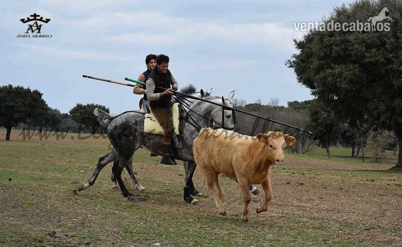 Se vende tres sangres - Anglohispanoarabe