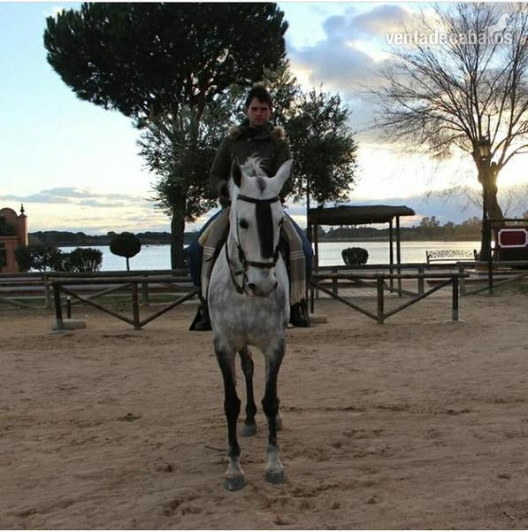 Se vende tres sangres - Caballos Árabes