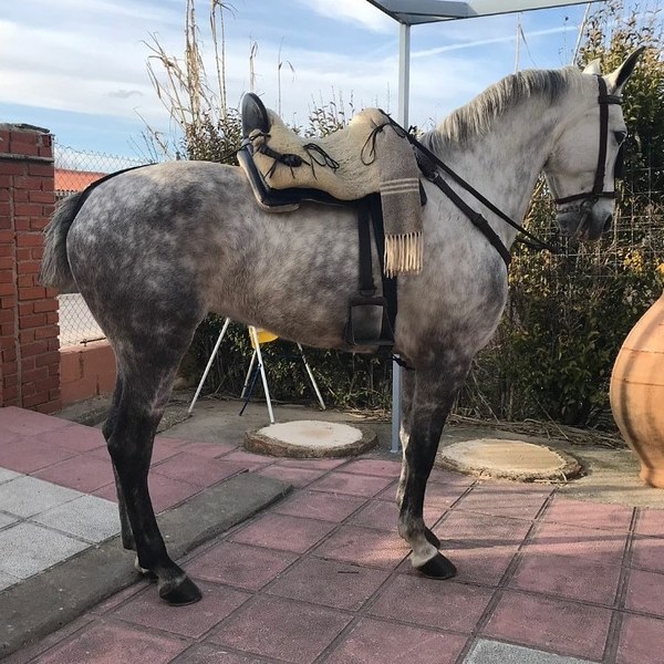 Se vende tres sangres