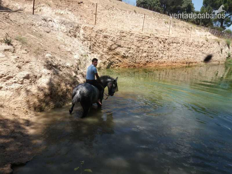  Se vende tres sangres