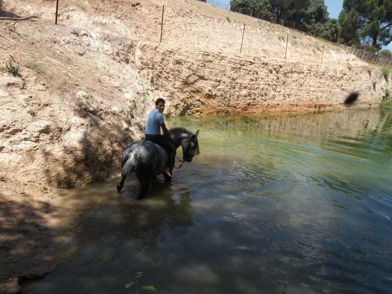  Se vende tres sangres