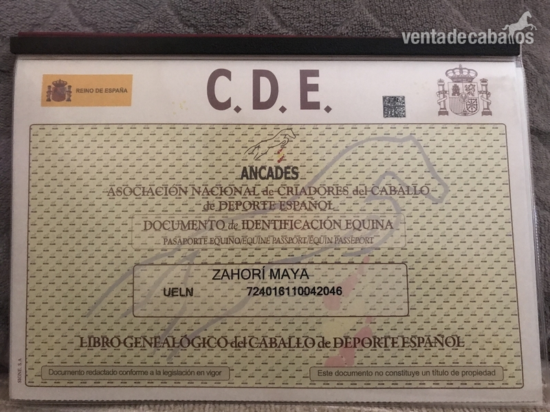 Caballo de deporte español in 