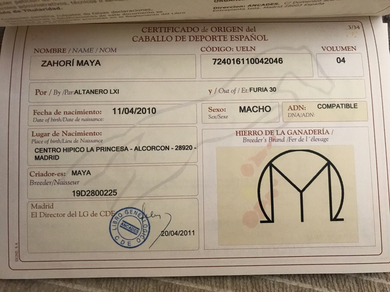 Caballo de deporte español