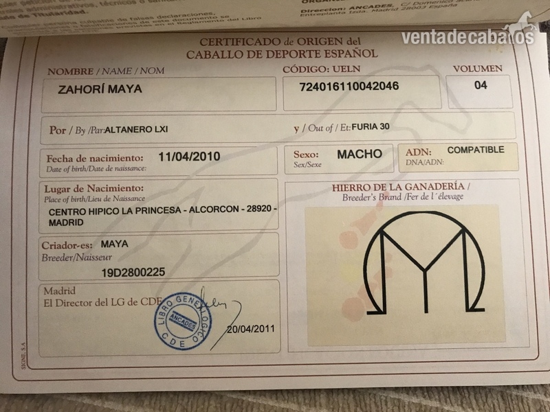 Caballo de deporte español
