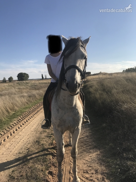 Caballos Pura Raza Española (P.R.E.) Caballo de deporte español - Caballo de deporte español