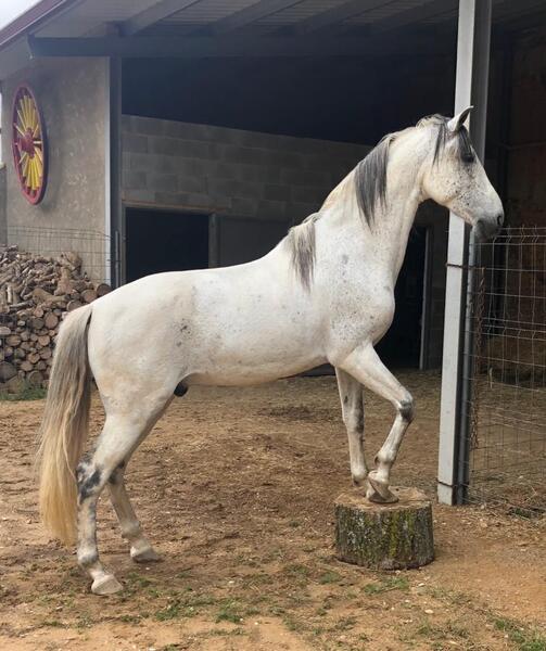 Caballo de deporte español - Caballo de deporte español