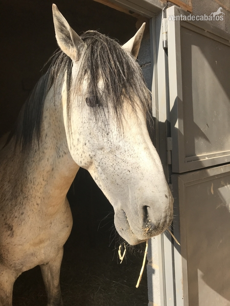 Caballo de deporte español - Caballos Pura Raza Española (P.R.E.)