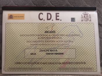 Caballo de deporte español