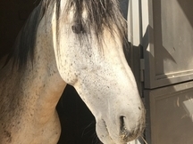 Caballo de deporte español