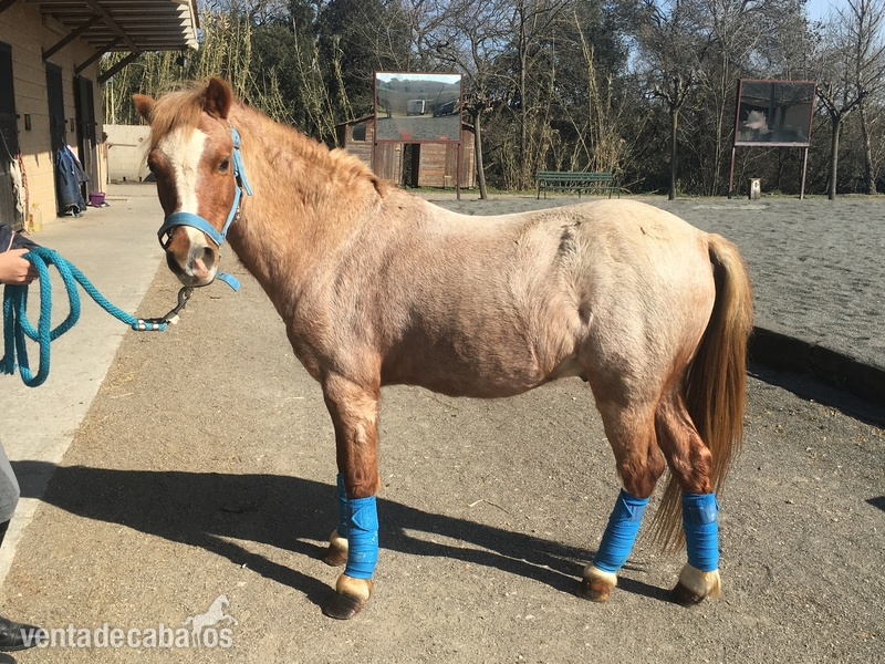 Poni A para doma clàssica  - Ponis Pony Club Westfaliano