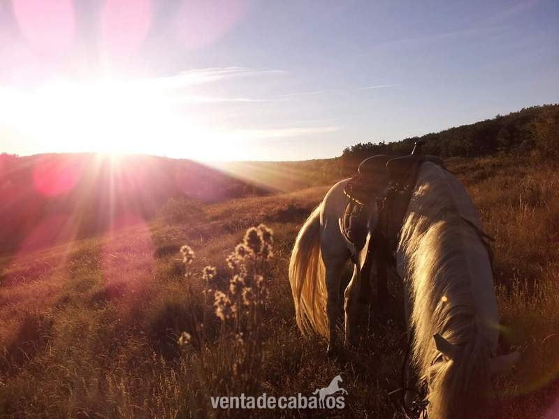 Caballos Enteros Pura Raza Española - PRE 15 años 