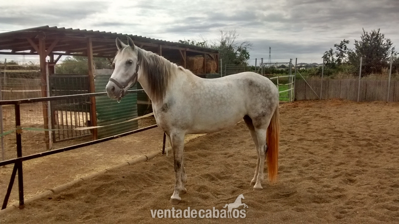 YEGUA TORDA PRE 9 AÑOS in 