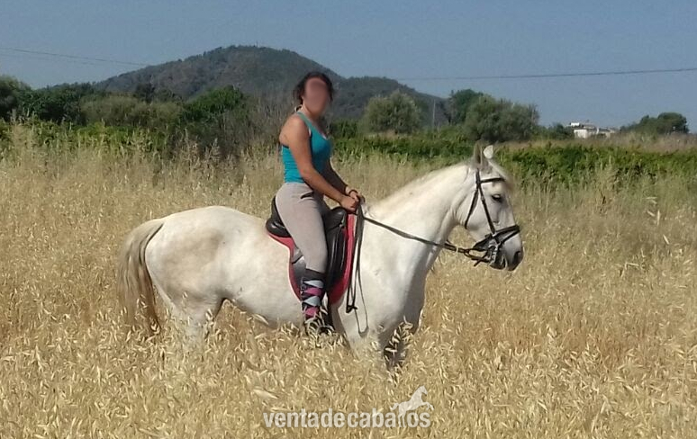 Caballos Pura Raza Española (P.R.E.) Pura Raza Española - YEGUA TORDA PRE 9 AÑOS