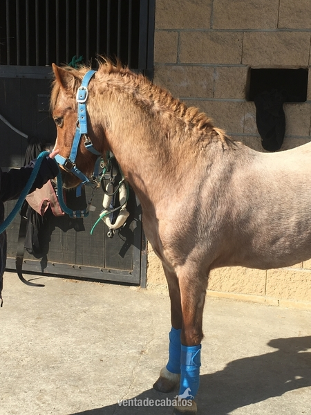 Ponis Pony Club Westfaliano - Poni A para doma clàssica 