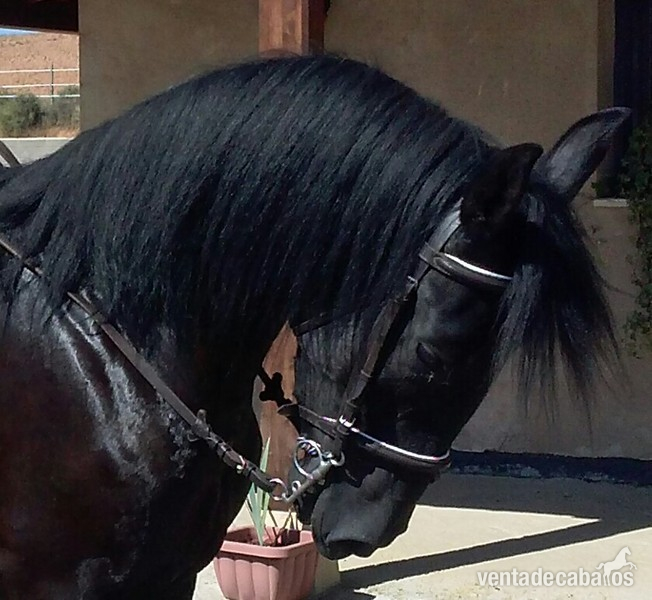 se vende yegua negra domada in 