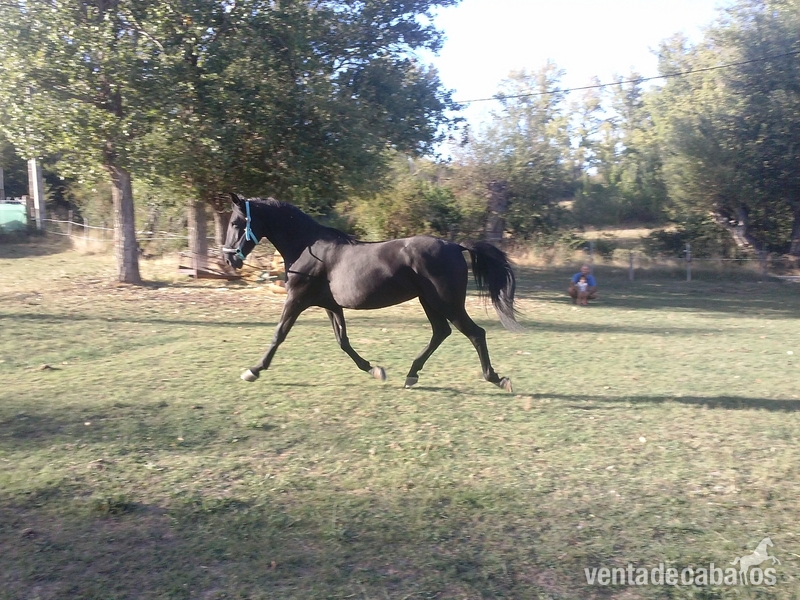 Cruzado {TYPE}